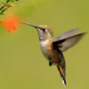 Meet your Posher, Jess